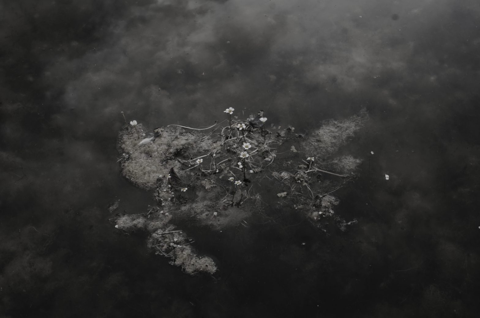 Miniature flowers floating on seaweed in Saint George's Lake, Copenhagen, June 2024