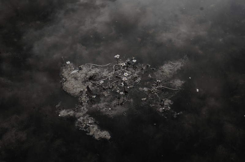 Colony of miniature floers floating in Saint George's Lake, central Copenhagen, July 2024 by Copenhagen Photographer Kasper Bergholt.