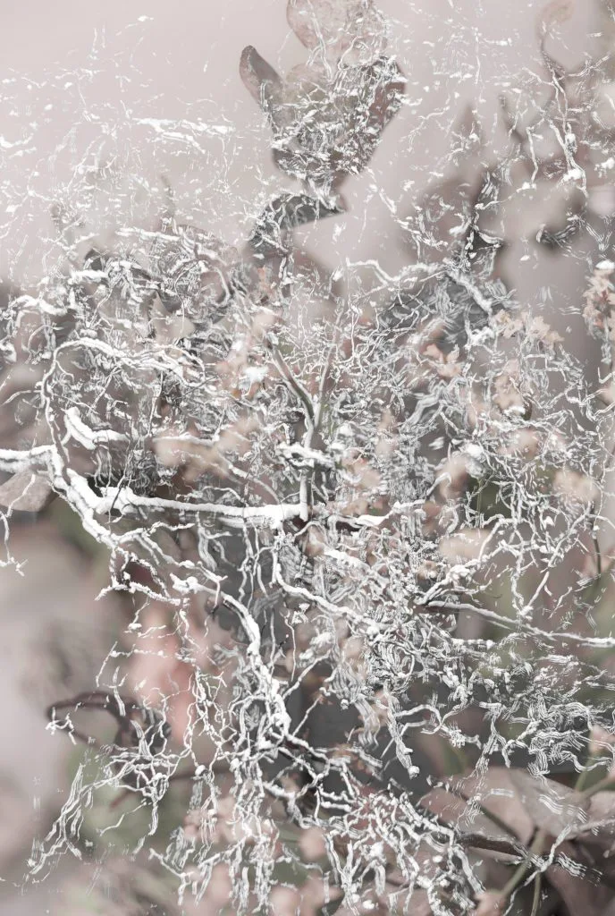 Frosty Branches as seen on January 2025. Camera; Pentax K10D.